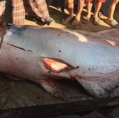 Cá tra "khủng" nặng 230kg sa lưới ngư dân ở An Giang